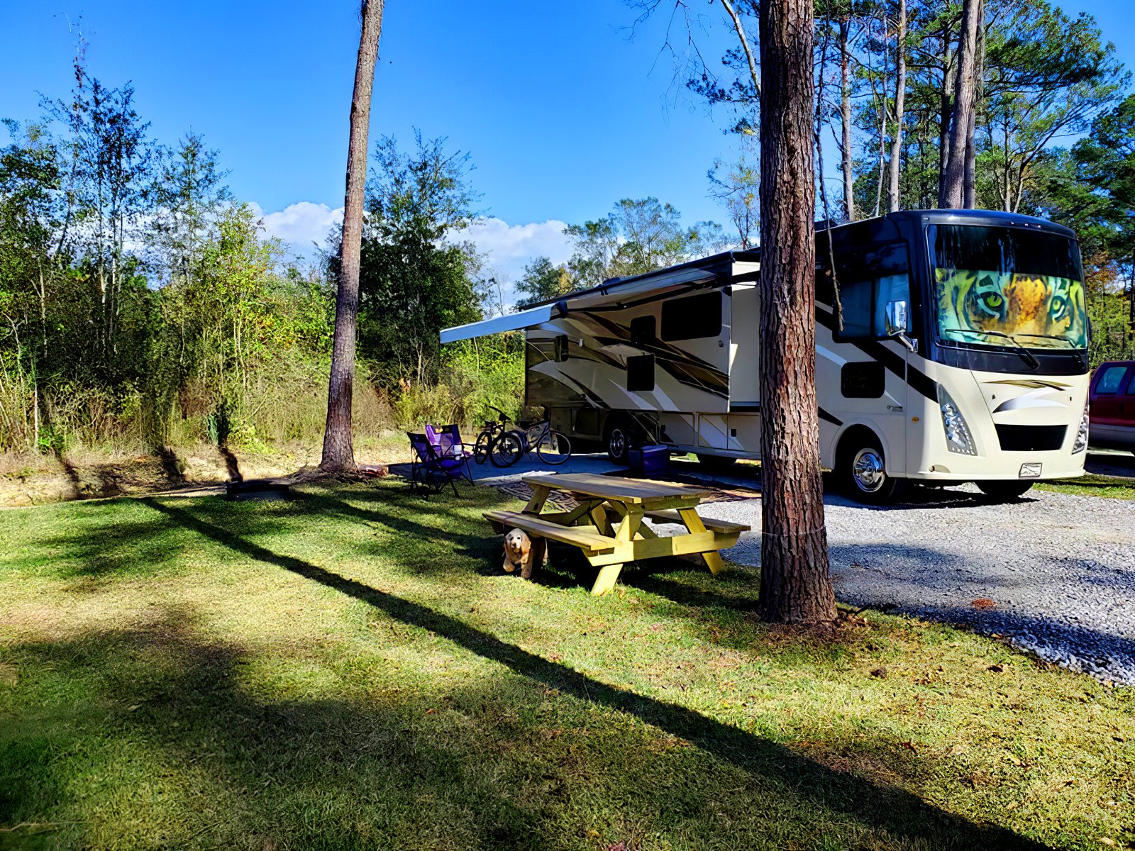 Small dog resting at a shaded grassy RV campsite at Fireside